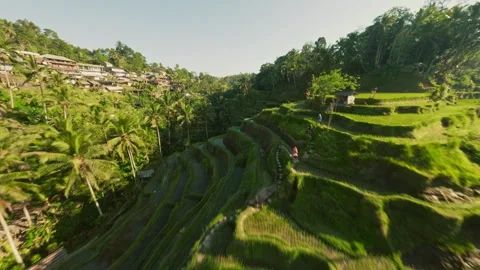 Fpv drone flight over the rice terraces in Ubud at sunrise in Bali Stock-Footage 249858097