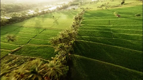 Fpv Drone Flight Over The Rice Terraces In Ubud At Sunrise In Bali Video 스톡 동영상 283999078