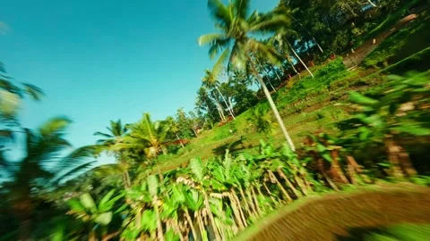 FPV Drone Flight Over Rice Terraces and Palm Trees in Bali Stock Footage 305804369