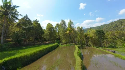 FPV Drone Flight Over Rice Terraces in Munduk Bali Indonesia Stock Footage 345454973