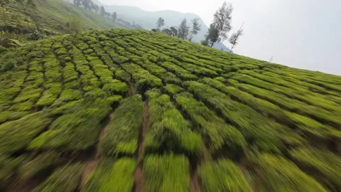FPV drone flight over tea bushes in Gambung Ciwidey Java Stock Footage 340490202