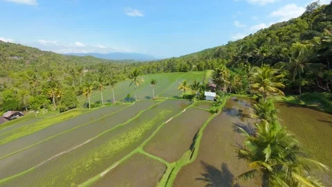 FPV Drone Flight Over Terraced Rice Fields in Munduk Bali Stock Footage 345455170