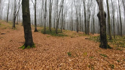 FPV drone flight quickly and maneuverable through an autumn forest in foggy Stock Footage 121756718