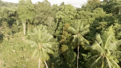 FPV Drone Flight in Shaded Wild Banana and Coconut Forest  Koh Phangan Stock Footage 332794584