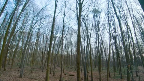 FPV drone flight through the forest in early spring Stock Footage 127518677