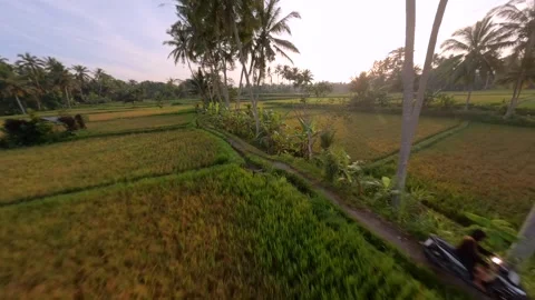 FPV drone flight through lush tropical rice fields in Bali at golden hour. Stock Footage 313727836