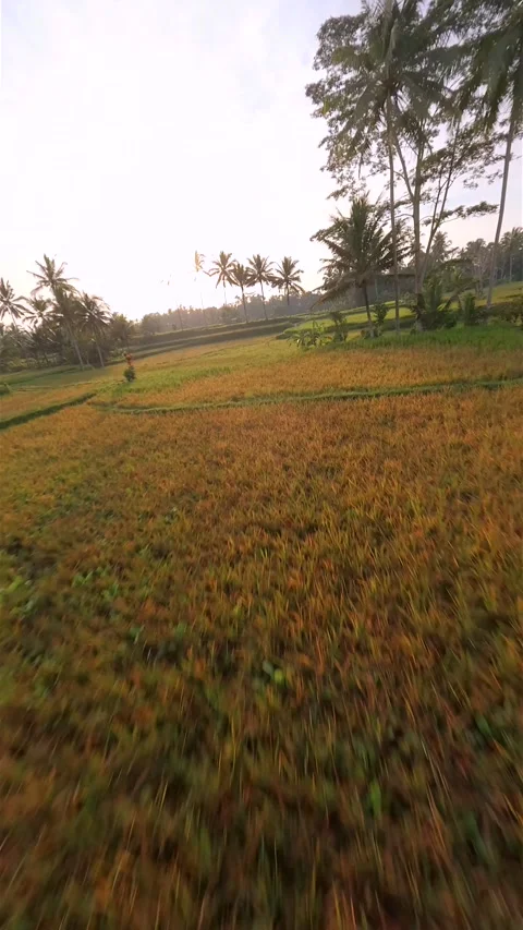 FPV drone flight through lush tropical rice fields in Bali at golden hour. Stock Footage 313727894
