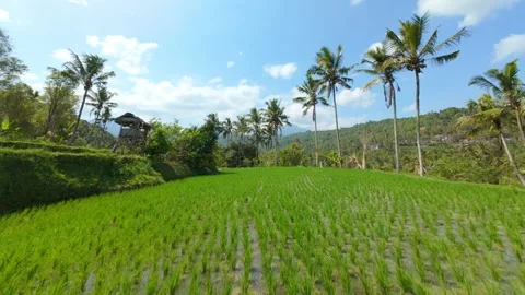 FPV Drone Flight Through Rice Terraces in Munduk, Bali, Indonesia Stock Footage 345456685