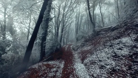 Fpv Drone Flight Through a Snowy Forest Trail in Winter Stock Footage 299291671
