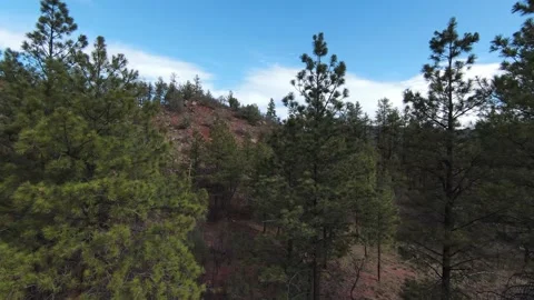 Fpv drone flight through the trees rising up view of the Beulah Valley Stock Footage 153154411