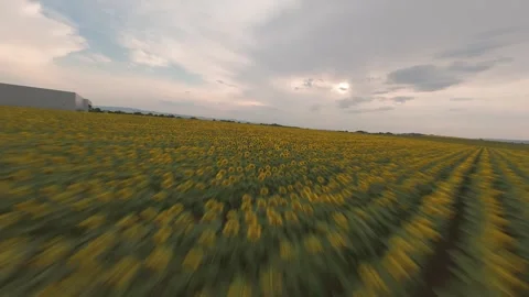 FPV drone flight turning from dirt road into sunflower field. Sofia, Bulgaria. Stock Footage 340079150