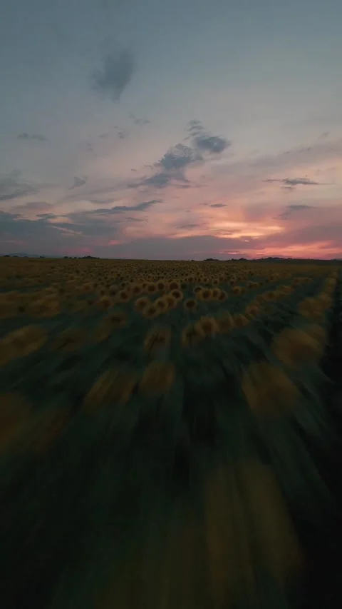 FPV drone flight turning over sunflower field at sunset in Sofia, Bulgaria. Stock Footage 340898698