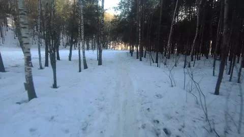 Fpv drone flight in the winter forest Stock Footage 173378224