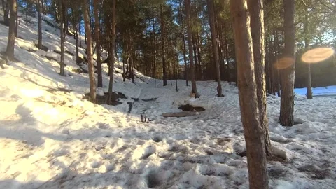 Fpv drone flight in the winter forest Stock Footage 173378493