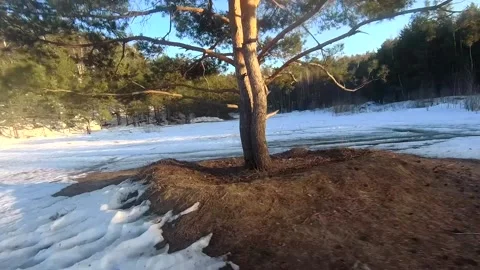 Fpv drone flight in the winter forest Stock Footage 173378501