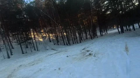Fpv drone flight in the winter forest Stock Footage 173378730