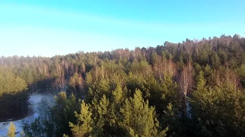 Fpv drone flight in the winter forest Stock Footage 173379070