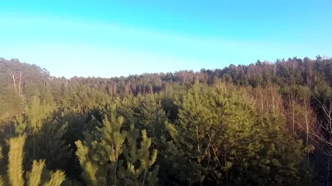 Fpv drone flight in the winter forest Stock Footage 173379241