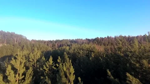 Fpv drone flight in the winter forest Stock Footage 173379326
