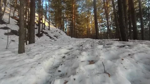 Fpv drone flight in the winter forest Stock Footage 173379394