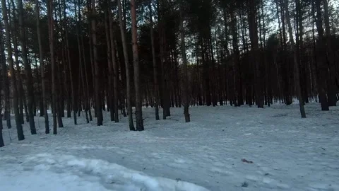 Fpv drone flight in the winter forest Stock Footage 173379548
