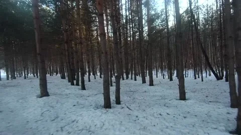Fpv drone flight in the winter forest Stock Footage 173379622