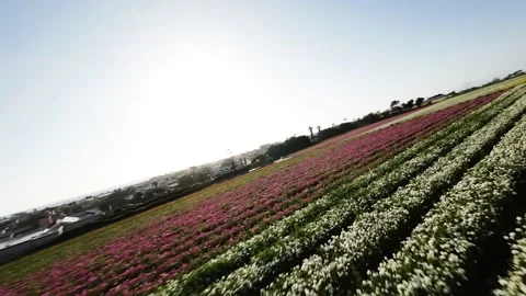 FPV Drone Flower Fields San Diego Stock Footage 239017479