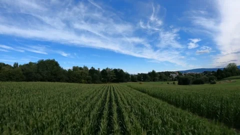 FPV drone fly of the corn field Video stock 327670784