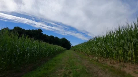 FPV drone fly of the field's path Video stock 327670875