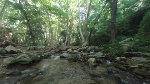 FPV drone fly through the forest over the creek towards the bridge Stock Footage 263060862