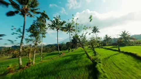 FPV Drone Flying Above Bali’s Traditional Rice Terraces and Jungle Palms Stock Footage 305804591