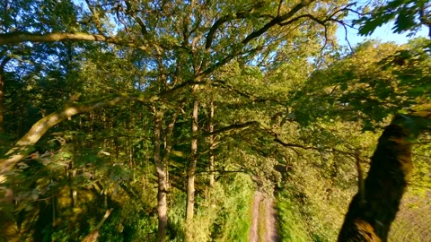 FPV drone flying among tree branches in the summer forest. Stock Footage 251151690