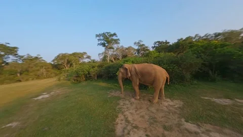 FPV drone flying around elephant Stock Footage 222776568
