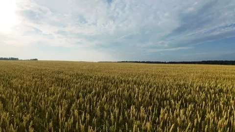 FPV drone flying between bales of straw lying on a wheat field Video stock 317434767