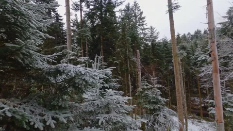 Fpv drone flying between gaps in snowy and frozen pine trees vosges forest Stock Footage 296692350