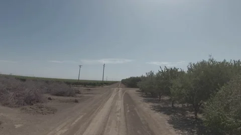 FPV Drone Flying Between Living and Dead Crops at Large Farm Stock Footage 206987171