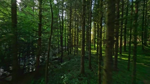 Fpv drone flying between  pine trees in vosges forest on a sunny summer day Stock Footage 296779406