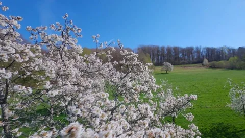 Fpv drone flying in blossomed cherry tree branches on a spring day in vosges Stock Footage 307133247