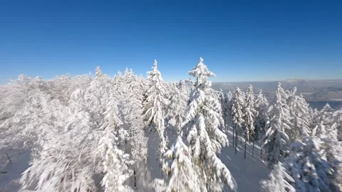 FPV drone flying close to the snow-covered trees in a winter forest. Stock Footage 251167883