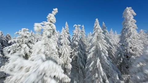 FPV drone flying close to the snow-covered trees in a winter forest. Stock Footage 251448541