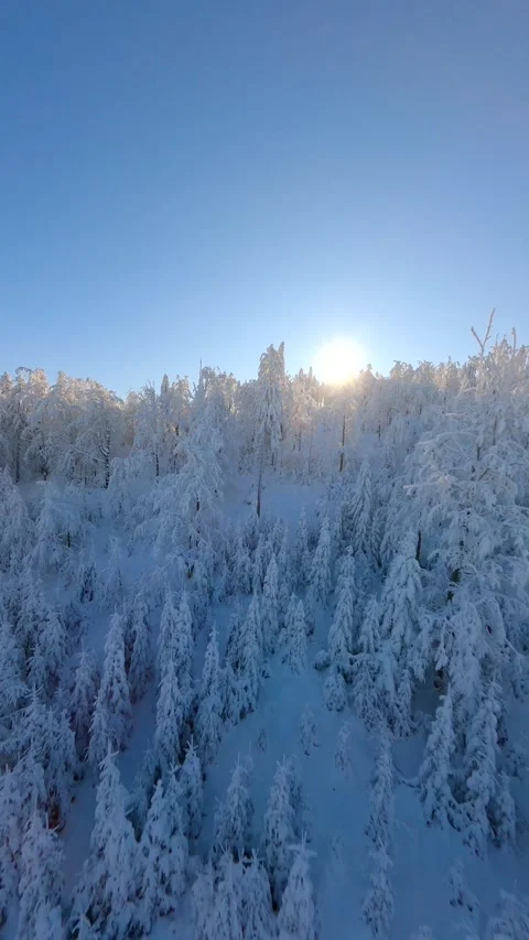 FPV drone flying close to the snow-covered trees in a snowy winter forest. Stock Footage 251448606