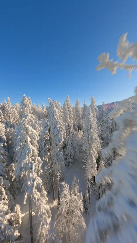 FPV drone flying close to the snow-covered trees in a winter forest. Stock Footage 251795682