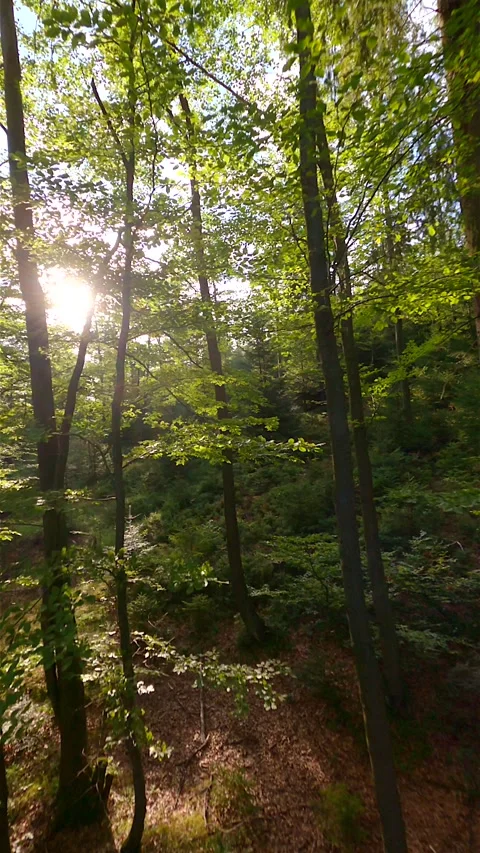 FPV drone flying close to trees in the summer forest in the morning sunlight. Video stock 248843997