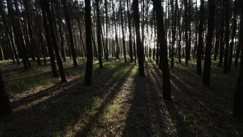 Fpv drone flying in dark forest Vídeo Stock 263477722