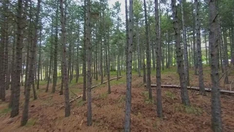 FPV drone flying fast and maneuvering through the trees in a pine forest. Vidéo 234993674
