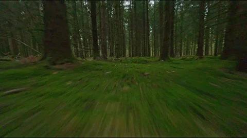 Fpv drone flying fast and low in row of pine trees in Vosges region Stock Footage 272985492