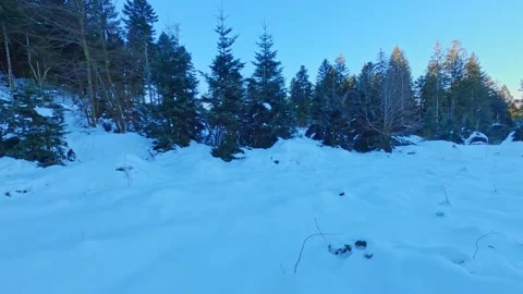 Fpv drone flying fast between snowy pine trees on a cold winter day Vosges Stock Footage 296607158