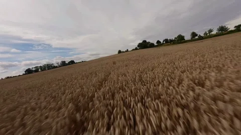 FPV drone flying low over wheat field with cinematic sway motion Stock Footage 316491821
