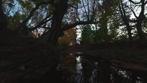 FPV Drone Flying Low Over Forest River at Twilight Stock Footage 319364108