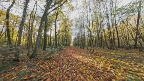 Fpv drone flying low over forest path on a sunny autumn day in Vosges Stock Footage 320304040